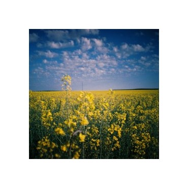 Negativo Color 800 ISO 35mm Pack de 3 de Lomography