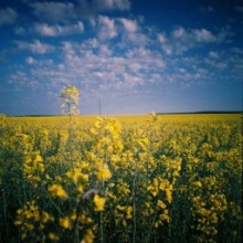 Negativo Color 800 ISO 35mm Pack de 3 de Lomography