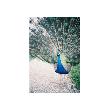 Negativo Color 800 ISO 35mm Pack de 3 de Lomography