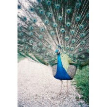 Negativo Color 800 ISO 35mm Pack de 3 de Lomography