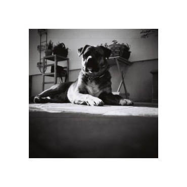 Earl Grey B&N 100 ISO 120 (Pack de 3) de Lomography