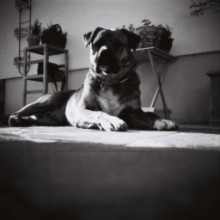 Earl Grey B&N 100 ISO 120 (Pack de 3) de Lomography