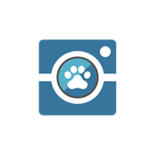 Compra Fotos Agility DogQuijote