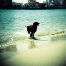 Diana F+ de Lomography