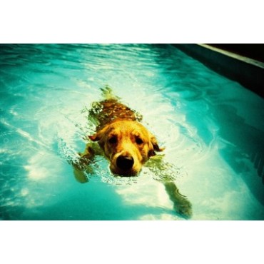 LCA+ de Lomography