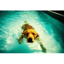 LCA+ de Lomography