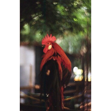 Película a Color 100 ISO 35mm Pack de 3 de Lomography