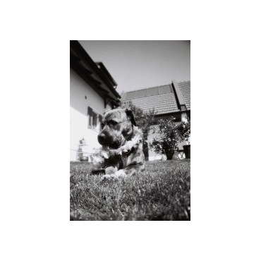 Película Blanco y Negro 100 ISO 35mm Pack de 3 de Lomography